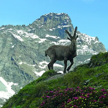 Haus Erle Apartment *