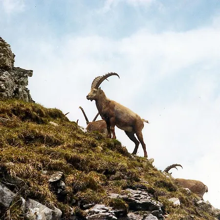 Haus Erle Appartamento Saas-Grund