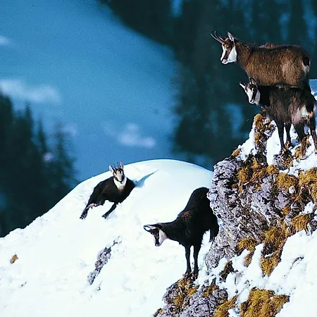 Haus Erle Apartamento Saas-Grund