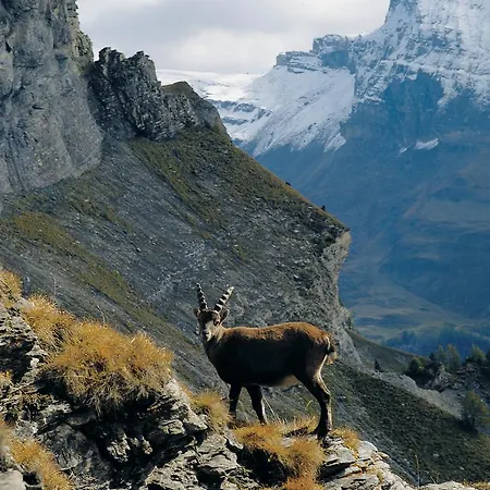 Apartment Haus Erle Saas-Grund