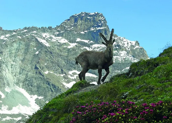 Haus Erle アパート *