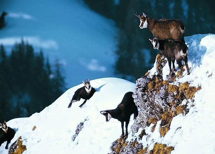 Haus Erle アパート ザース・グルント