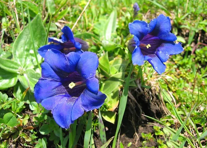 Haus Erle アパート