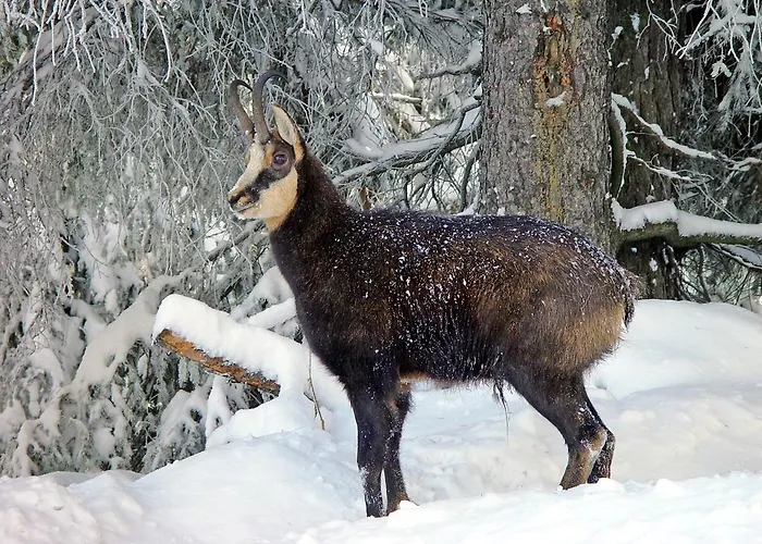 Haus Erle アパート *