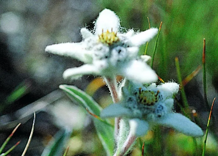 Haus Erle アパート