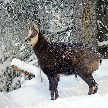 Haus Erle Apartamento *