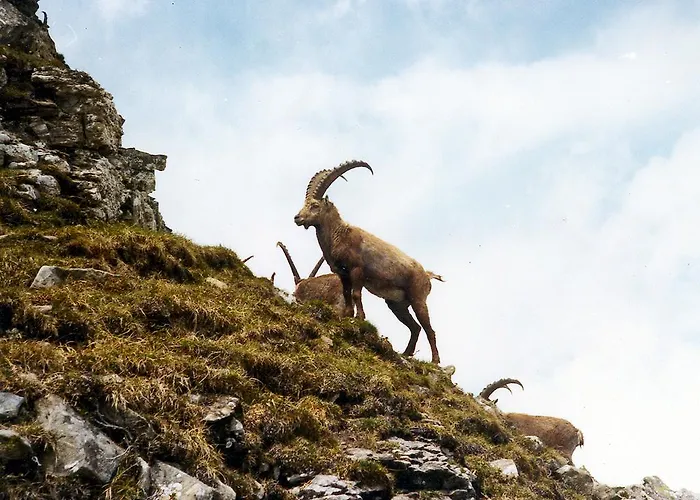 Haus Erle Апартаменты Саас-Грунд